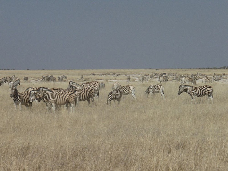 NAMIIA 2011 180.jpg